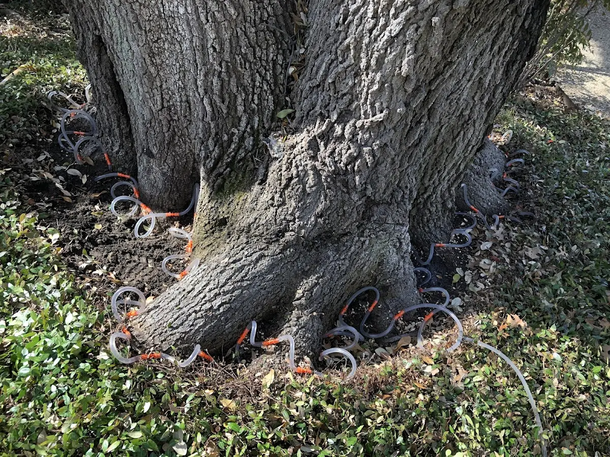 Detailed Tree Cabling and Bracing job site in Lowellville