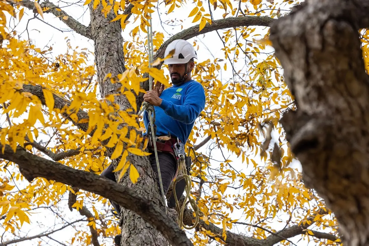 Skilled Tree Planing crew working in Lowellville