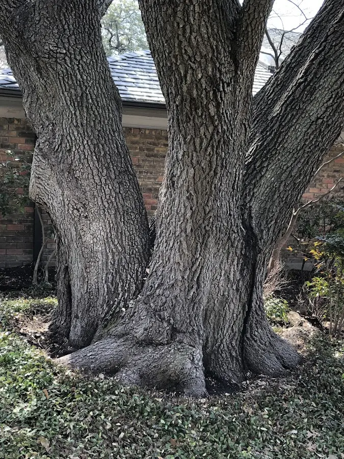 Mature heritage tree close to a Lowellville property cared for by certified arborists